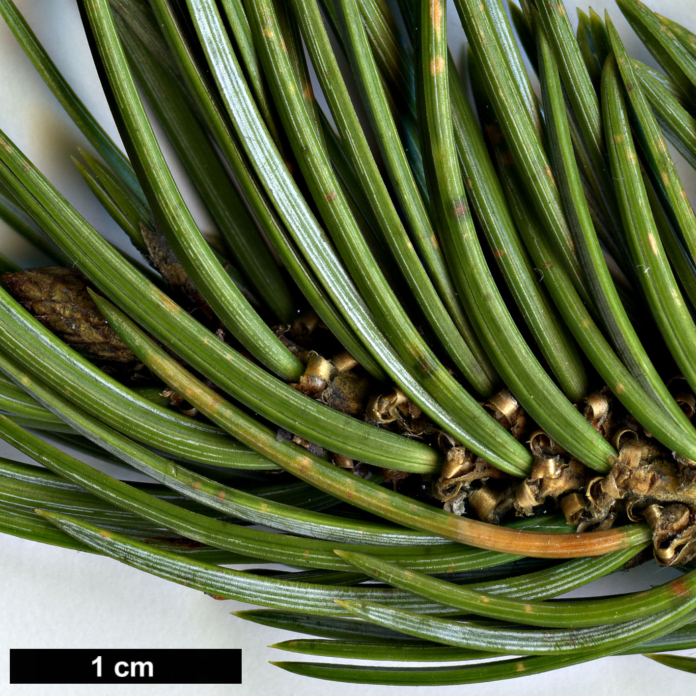 High resolution image: Family: Pinaceae - Genus: Pinus - Taxon: edulis